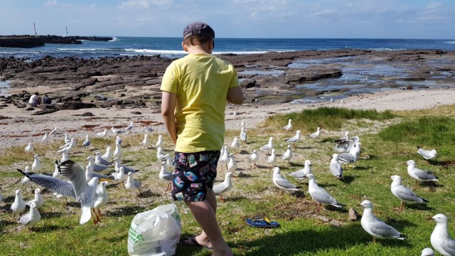 Young boy outside standing on grass near beach feeding the penguins